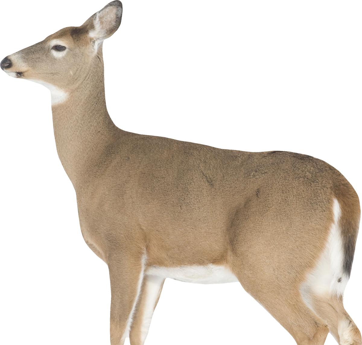 Montana Decoy Co. Montana Decoy Co Dreamy Doe Decoy